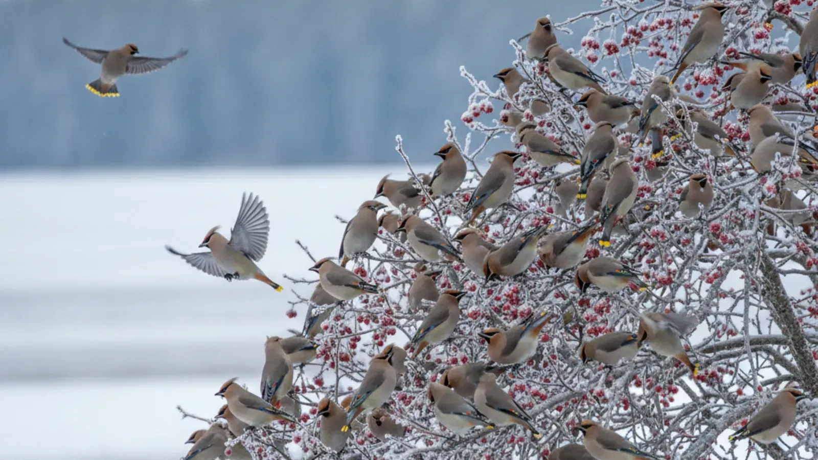 Quels oiseaux observer en hivers ?