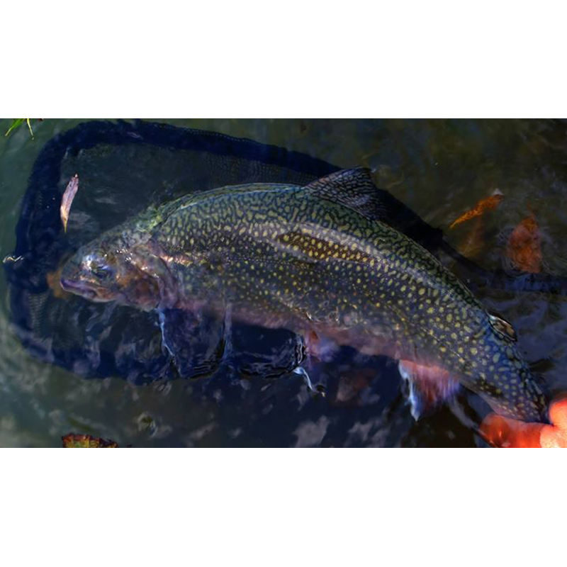 Une belle diversité de salmonidés